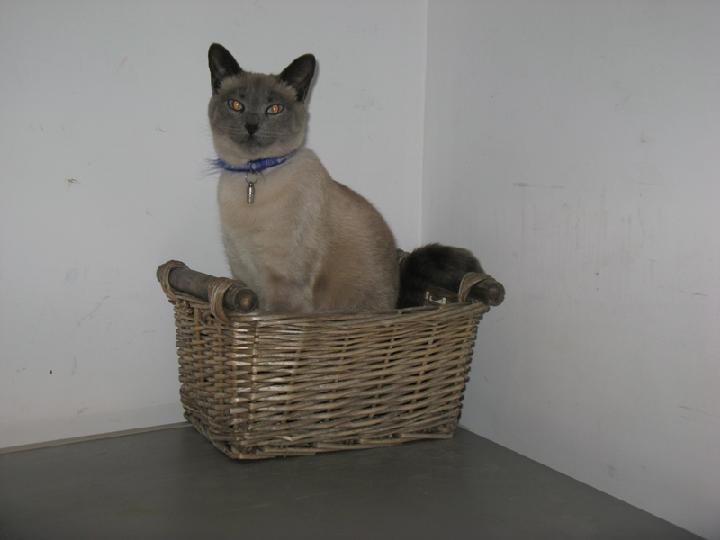 2008-01 Saphir 007.jpg